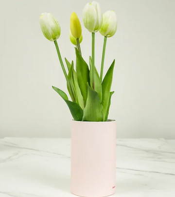 tulipani profumati bianchi