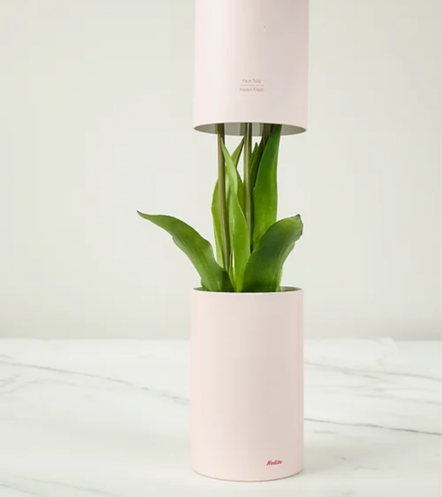 tulipani profumati