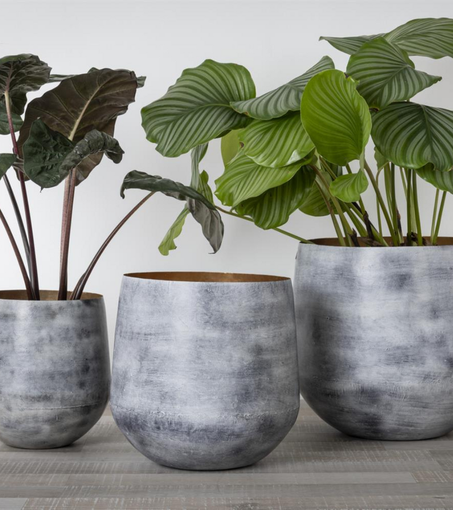 vaso grigio interno oro pianta